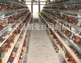 供應5層雞籠子 安平縣鵬業絲網制品廠 蛋雞籠,肉雞籠,鴿子籠,兔子籠,網格布 鋼板網